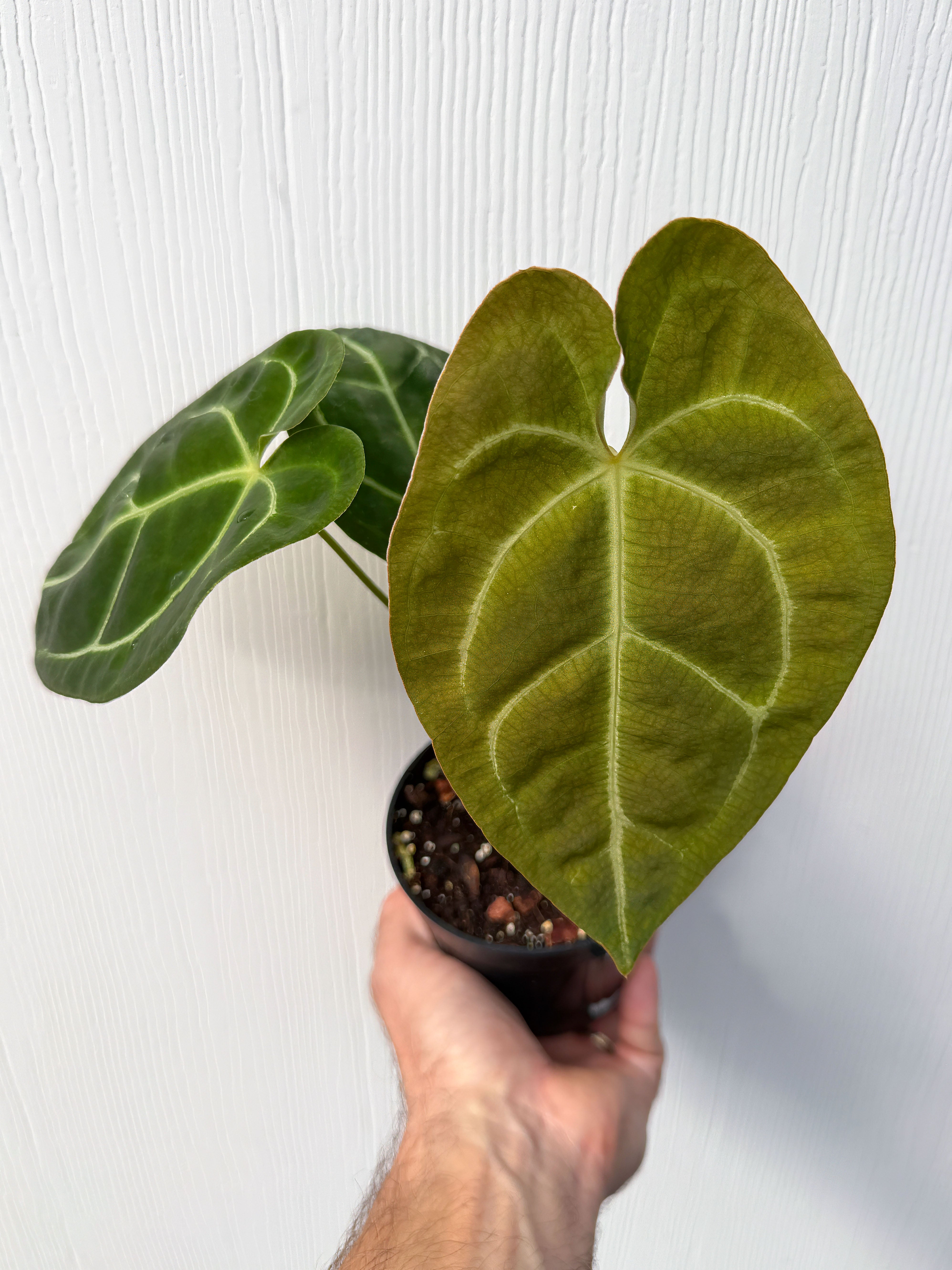 Anthurium forgetii x papillilaminum - Variant Plant Company