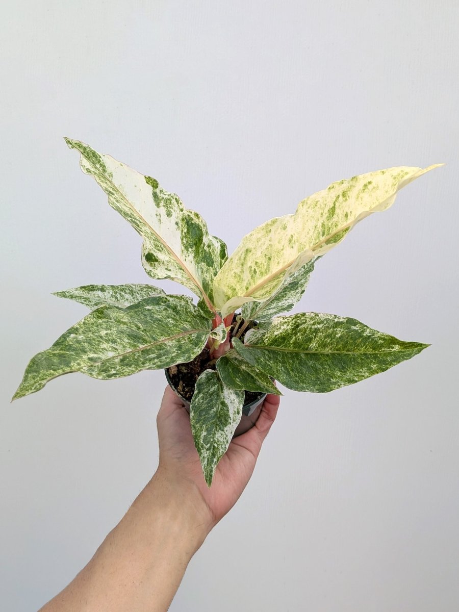 Anthurium hookeri 'Pink' variegated - Variant Plant Company