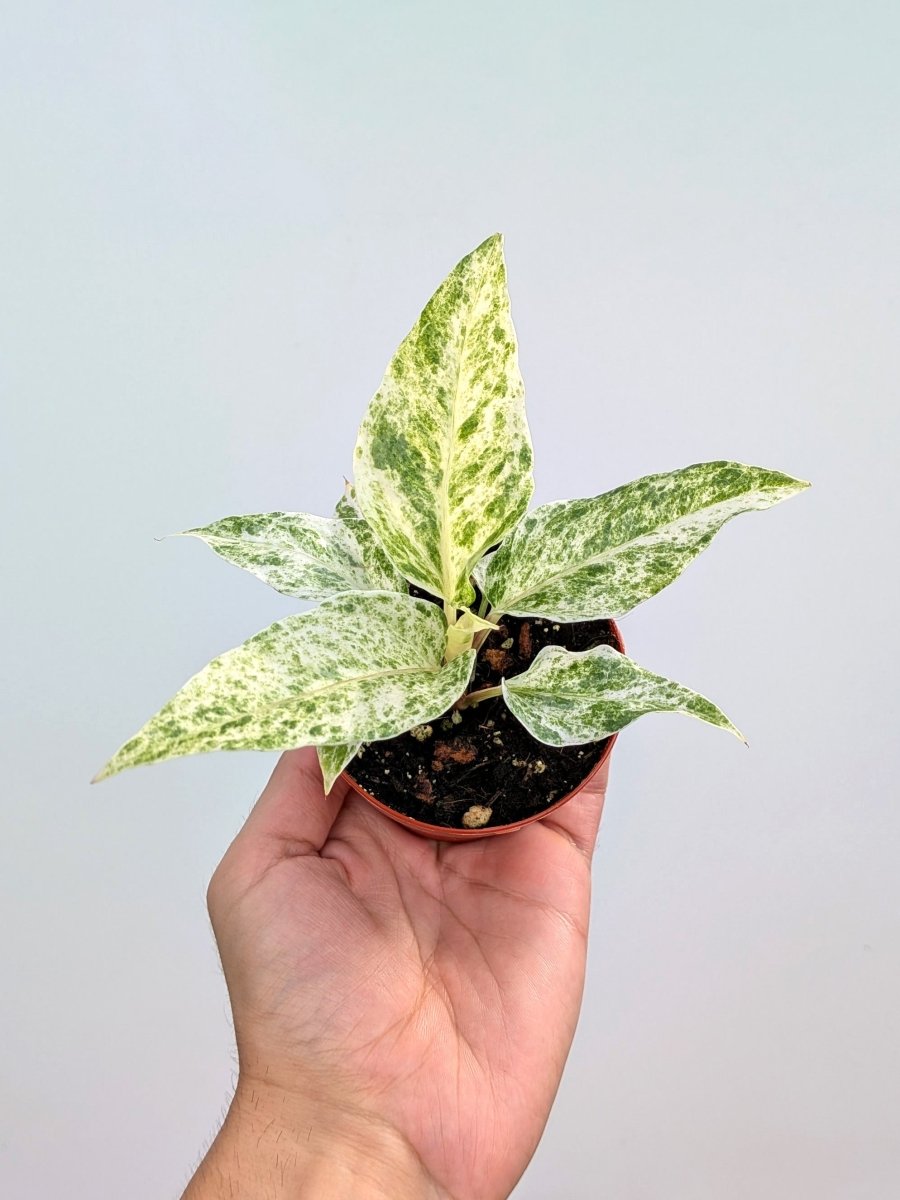 Anthurium hookeri variegated 'Pink' - Variant Plant Company