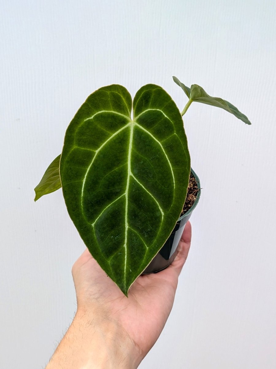 Anthurium 'King of Spades' - Variant Plant Company