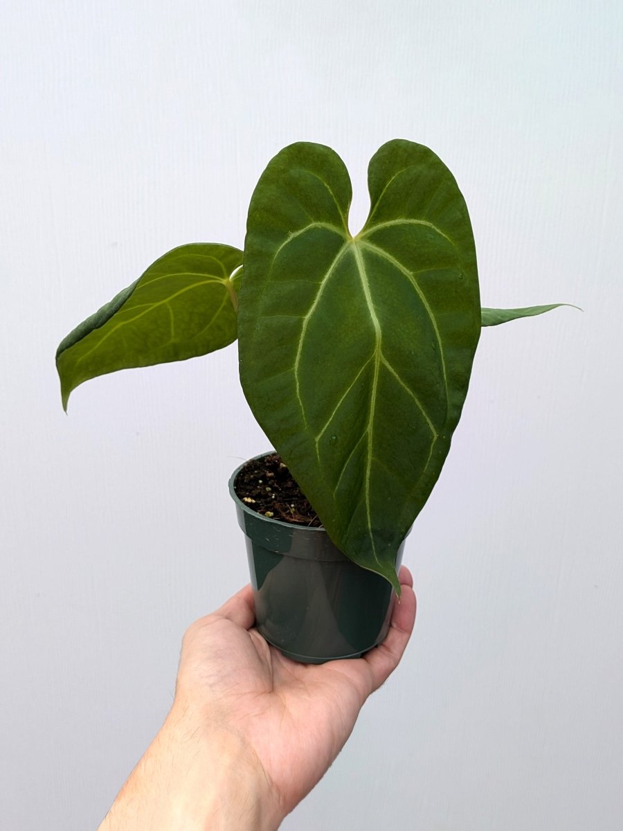 Anthurium magnificum 'Silver' x papillilaminum - Variant Plant Company