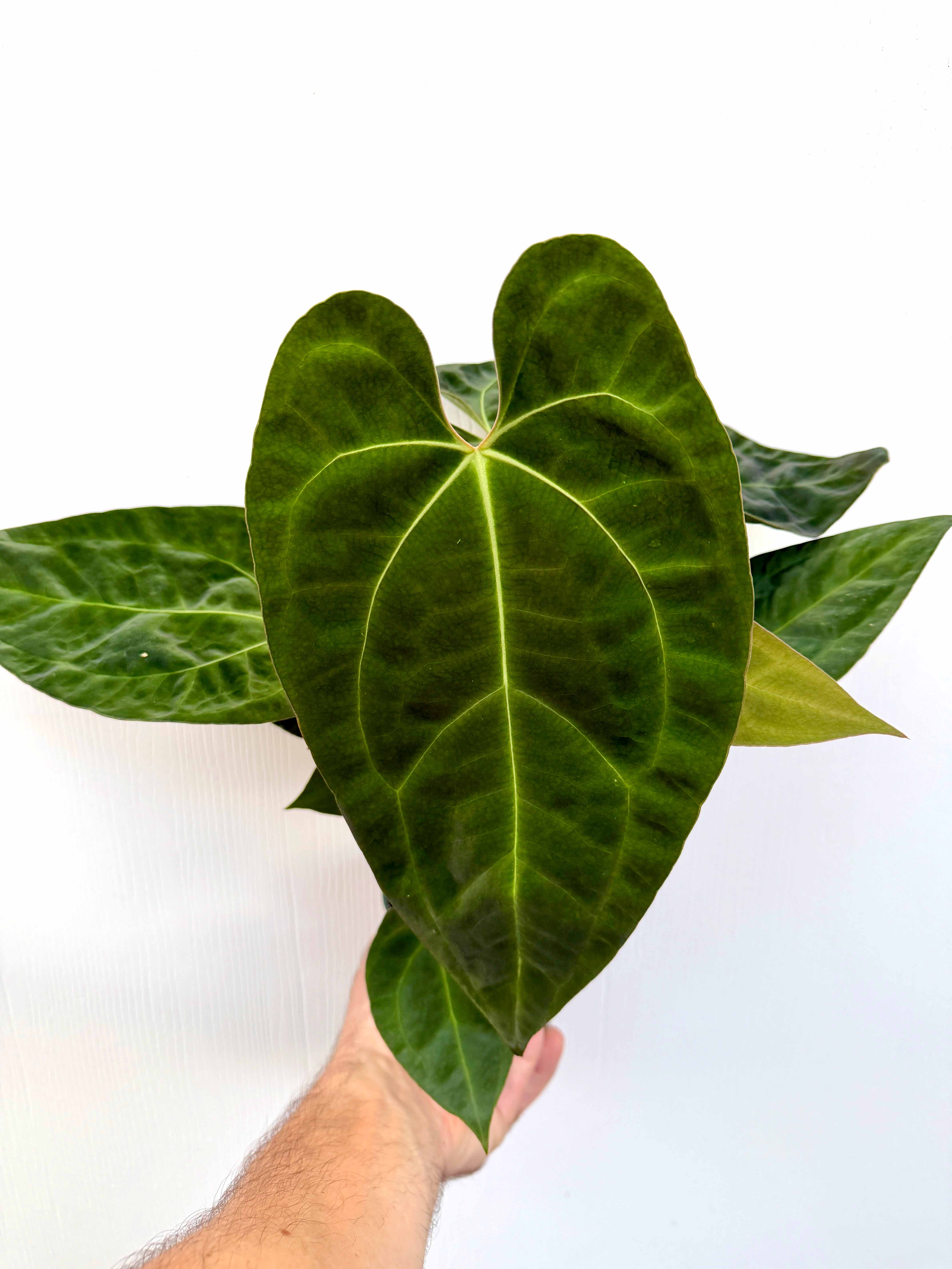 Anthurium papillilaminum x (AOS x forgetii) - Variant Plant Company
