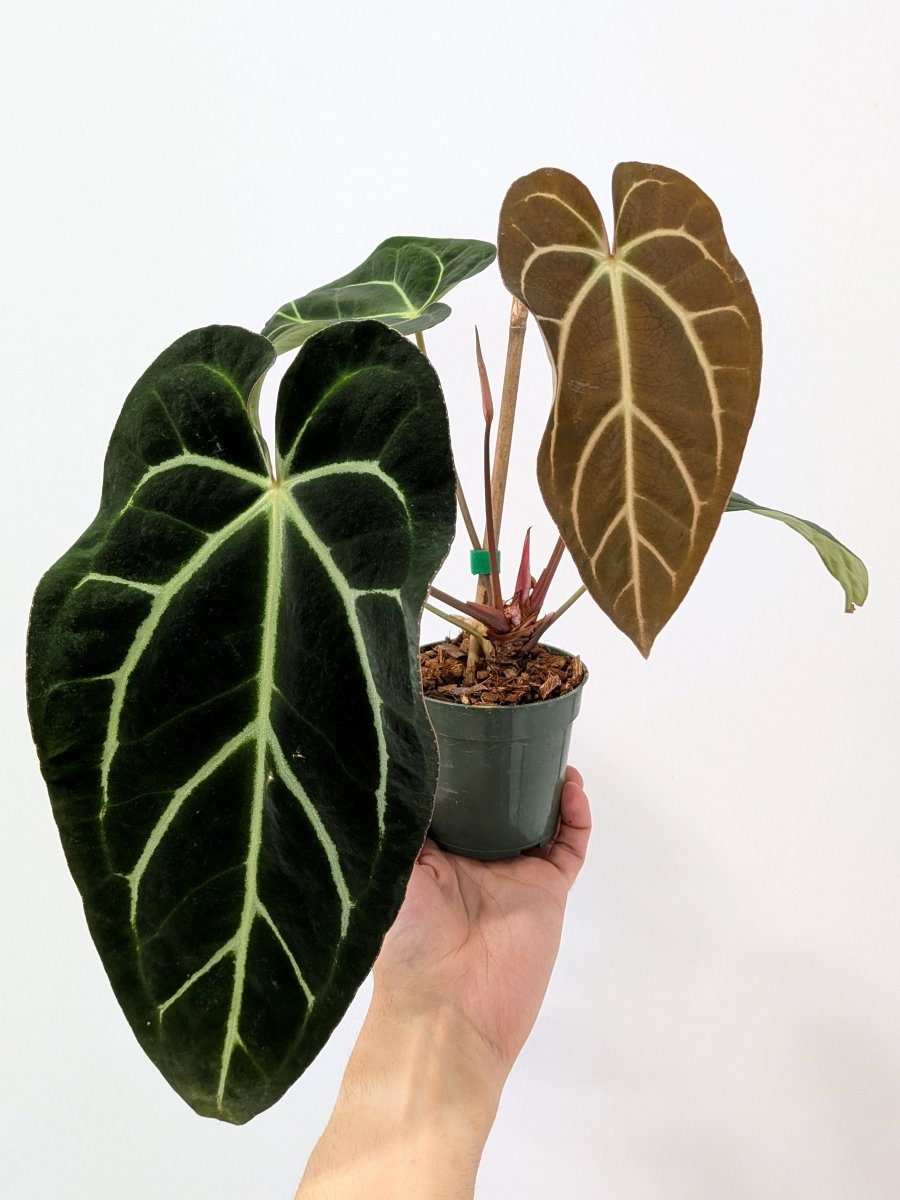 Anthurium papillilaminum x carlablackiae - Variant Plant Company