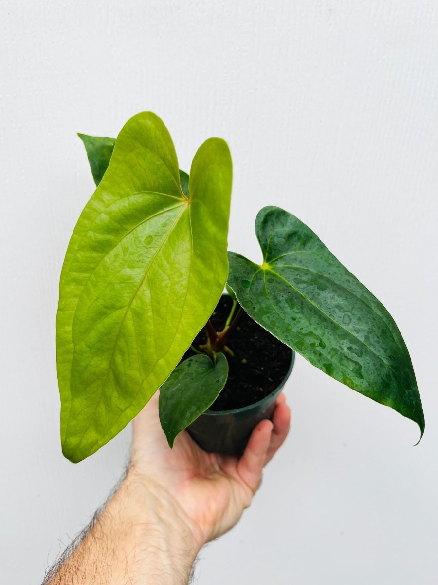 Anthurium papillilaminum x nigrolaminum 'Gigi' - Variant Plant Company