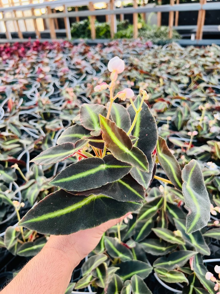 Begonia listada - Variant Plant Company