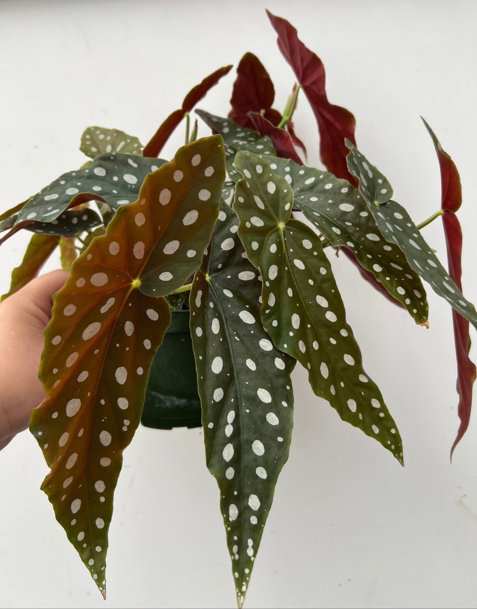 Begonia maculata - Variant Plant Company