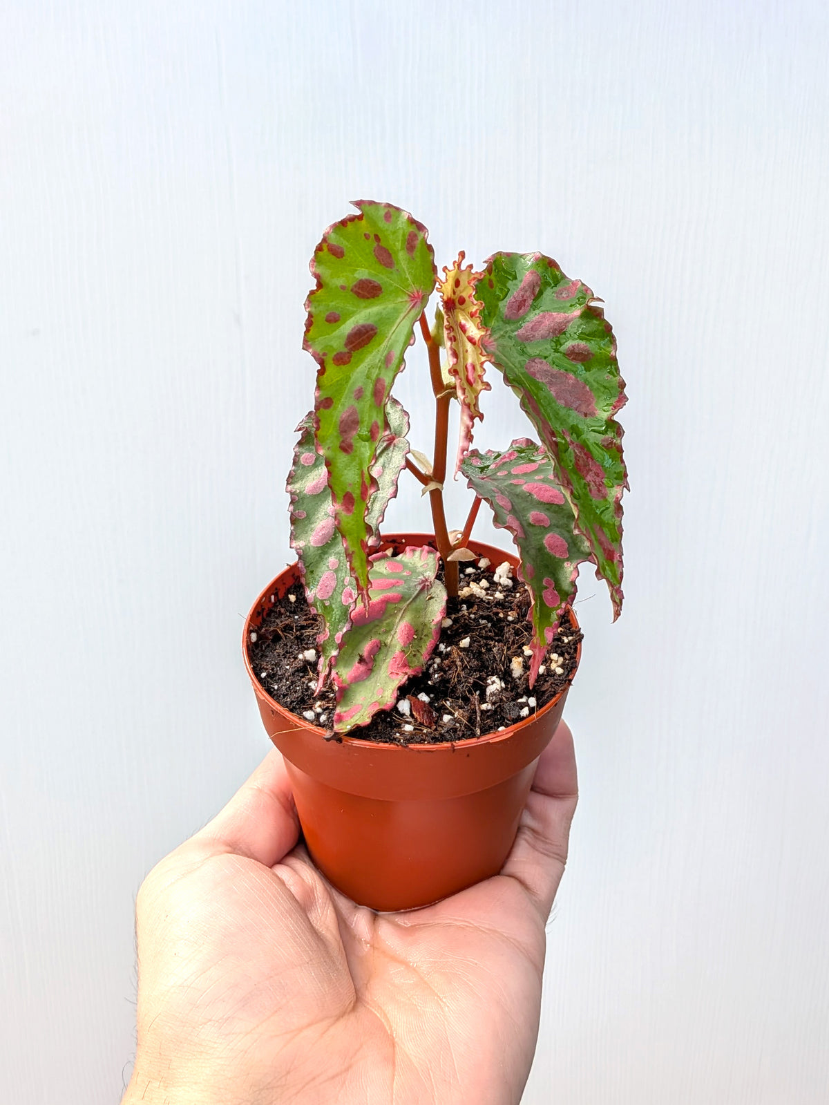 Begonia 'Pink Lava' - Variant Plant Company