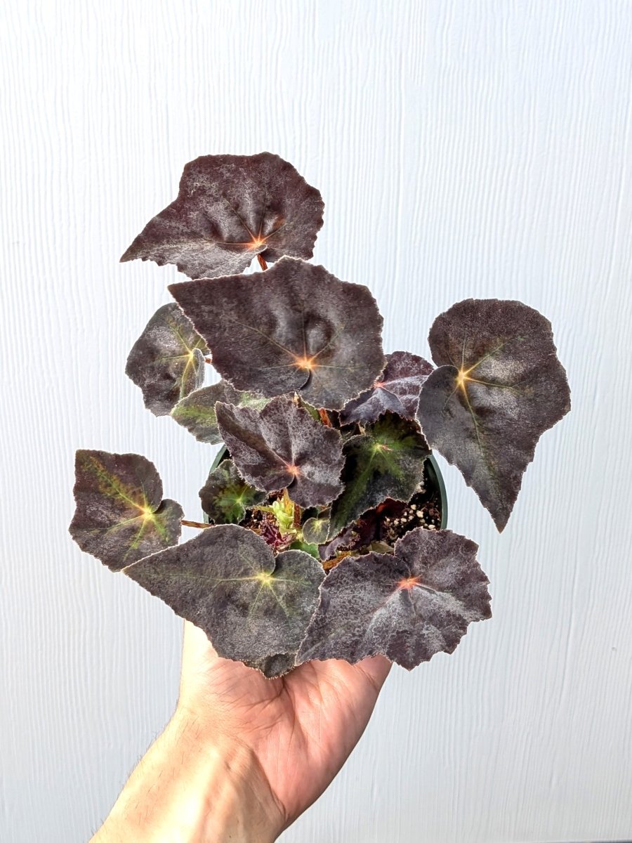 Begonia rex 'Noir' - Variant Plant Company