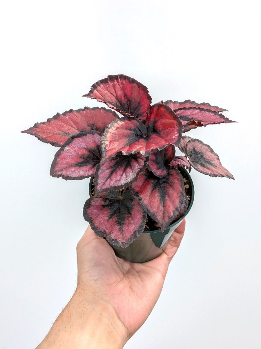 Begonia rex 'Red Kiss' - Variant Plant Company