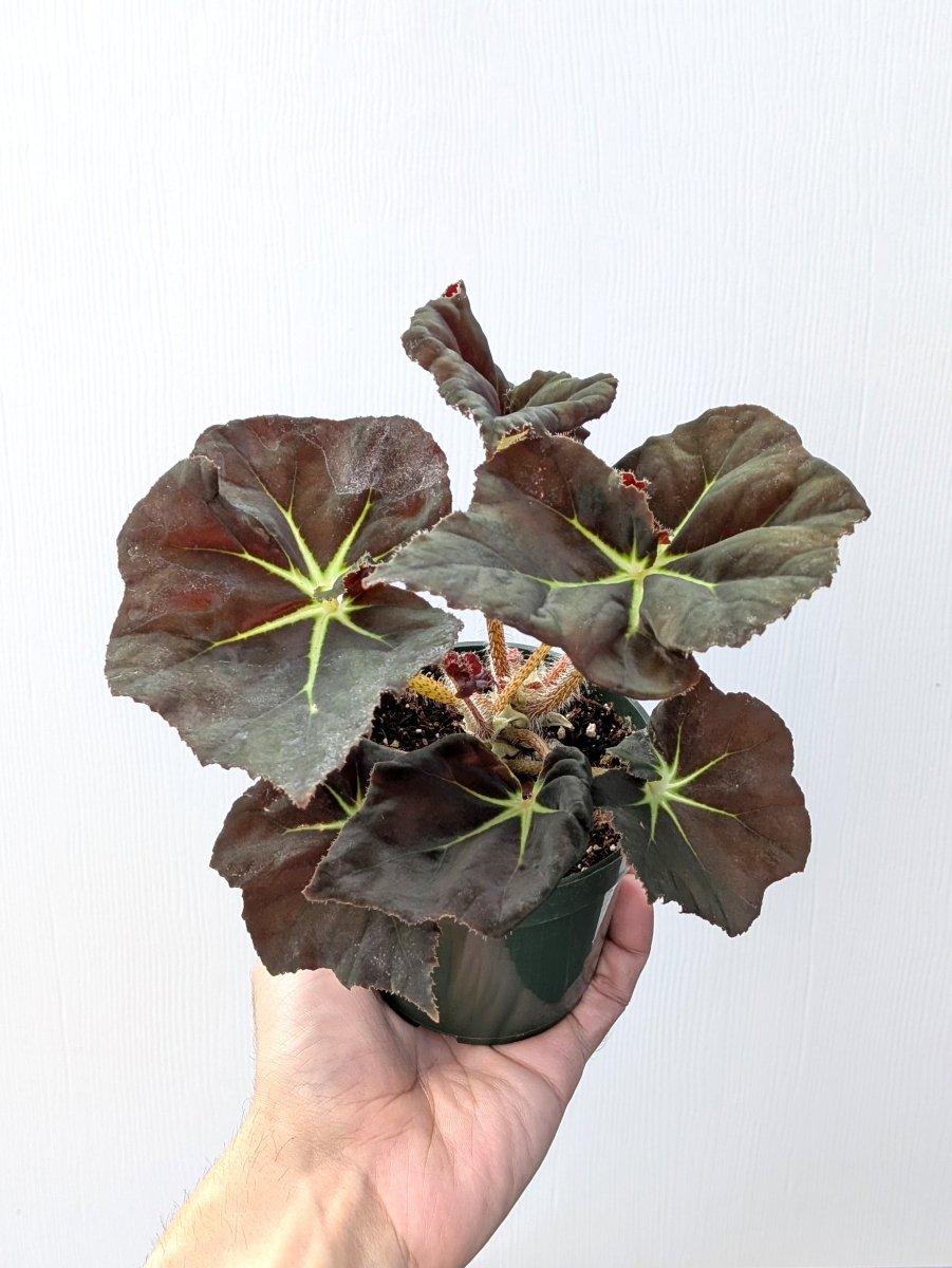 Begonia rex 'Stella' - Variant Plant Company