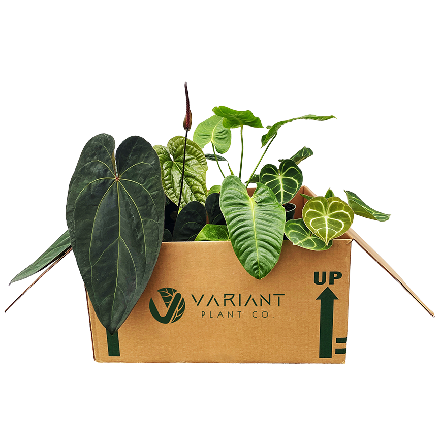 Box with plants - Variant Plant Company