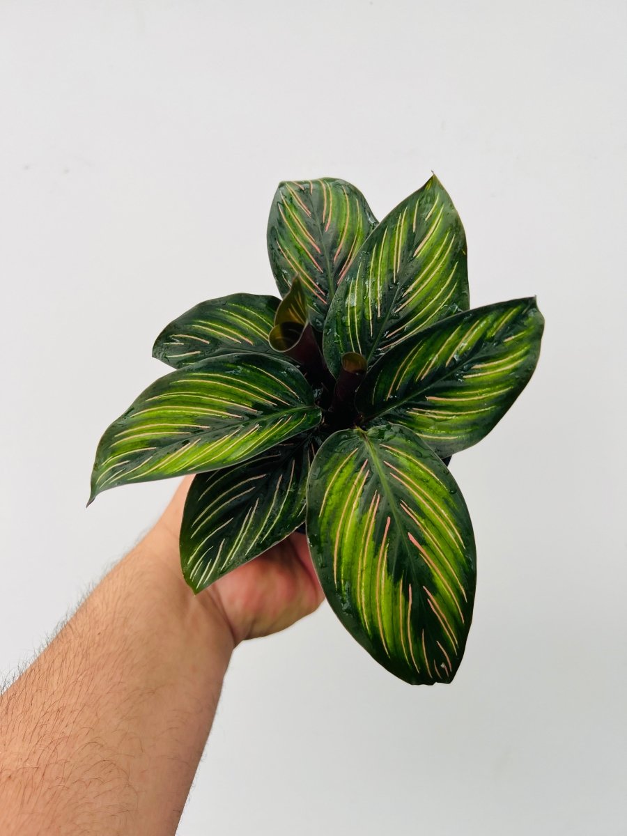 Calathea 'Beauty Star' - Variant Plant Company