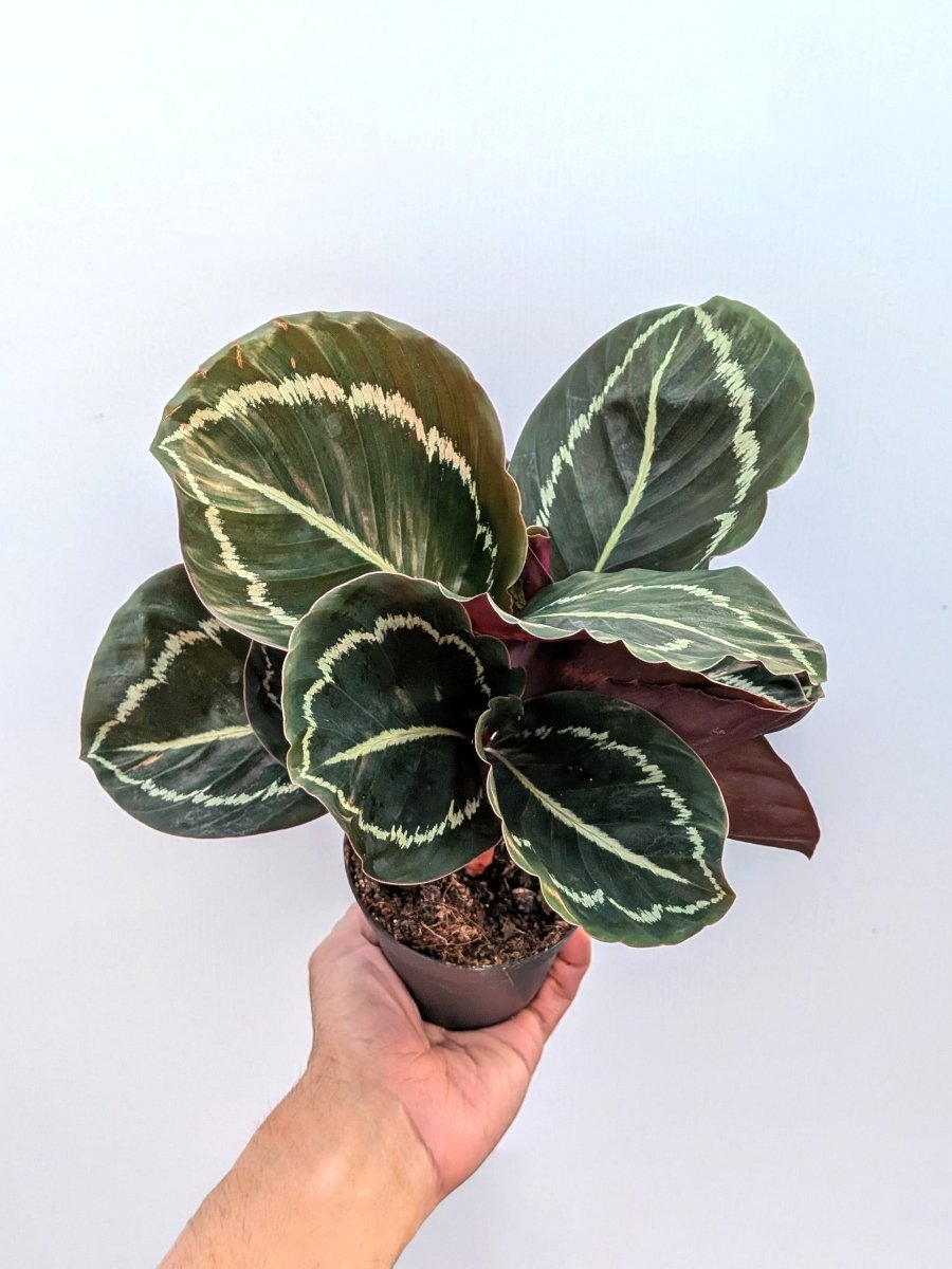 Calathea 'Dottie' reverted - Variant Plant Company