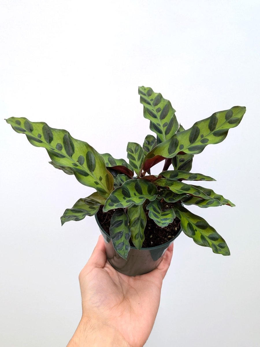 Calathea insignis - Variant Plant Company