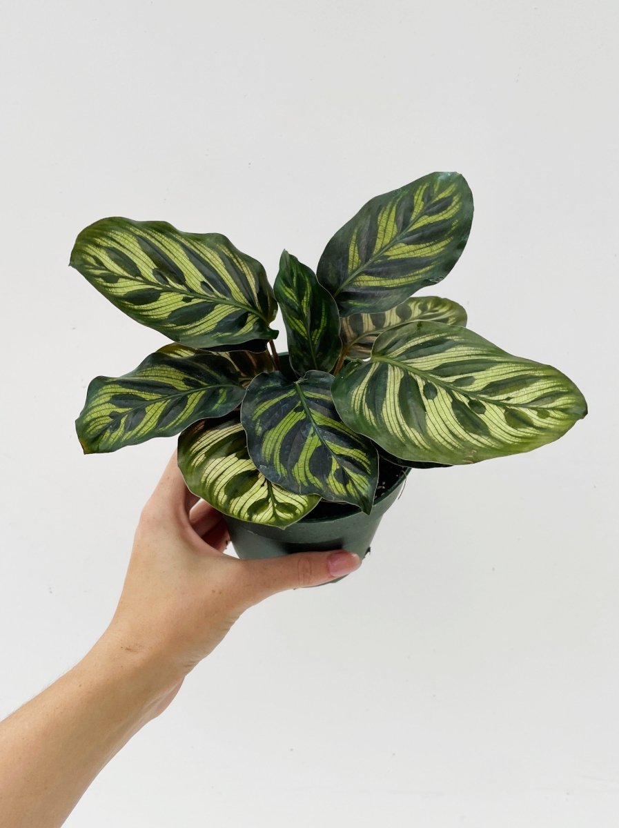 Calathea makoyana - Variant Plant Company