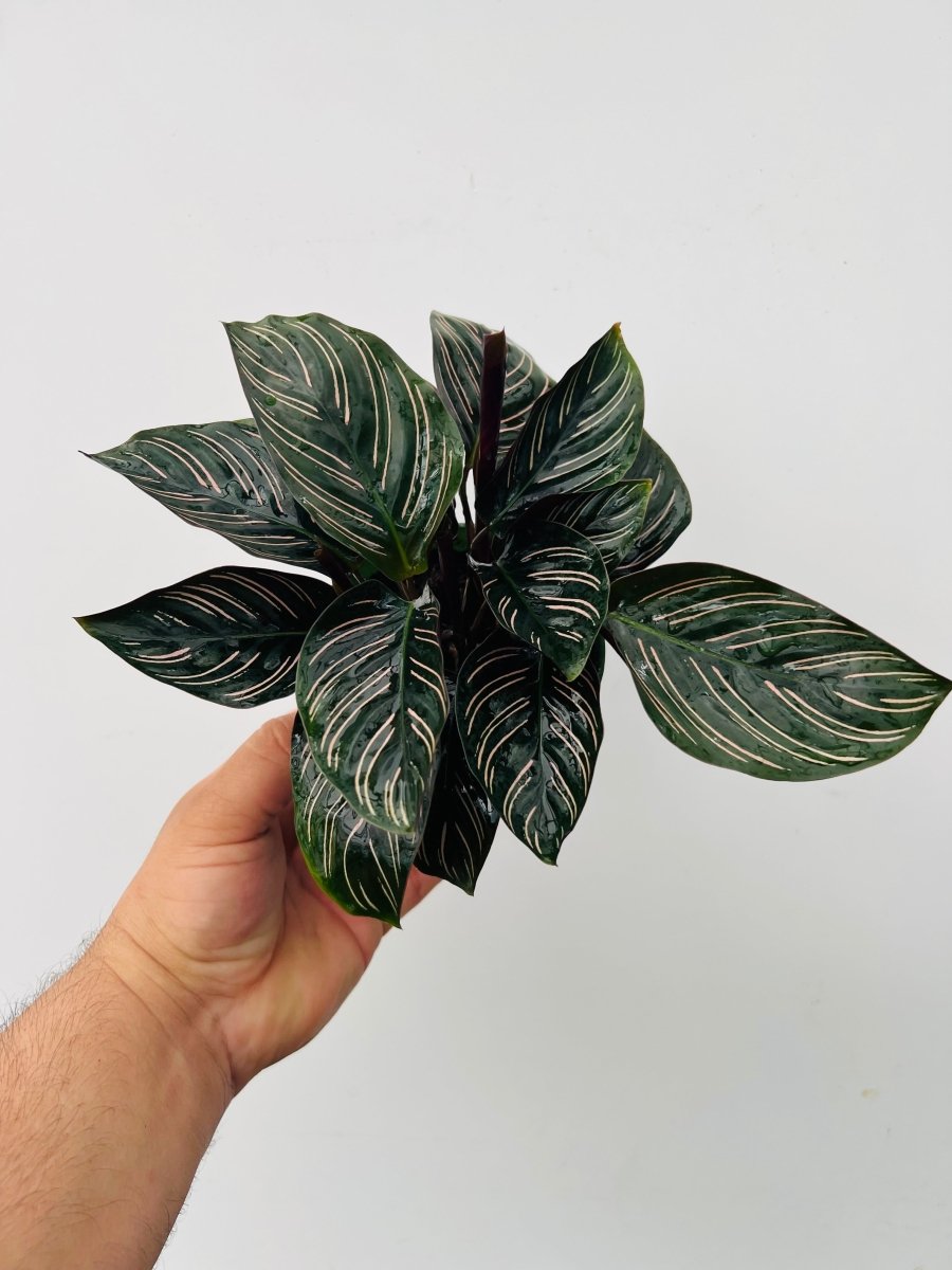 Calathea ornata - Variant Plant Company