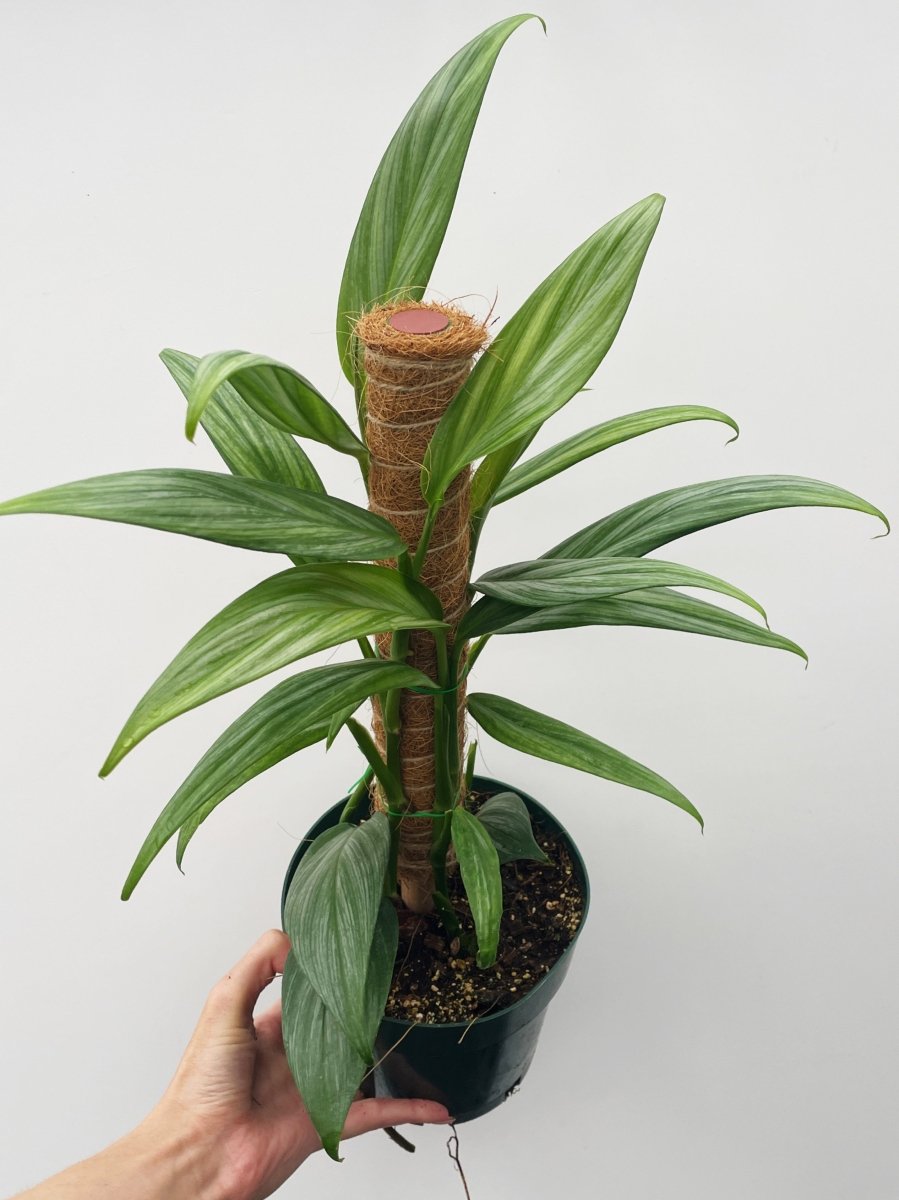 Epipremnum amplissimum 'Silver Streaks' - Variant Plant Company