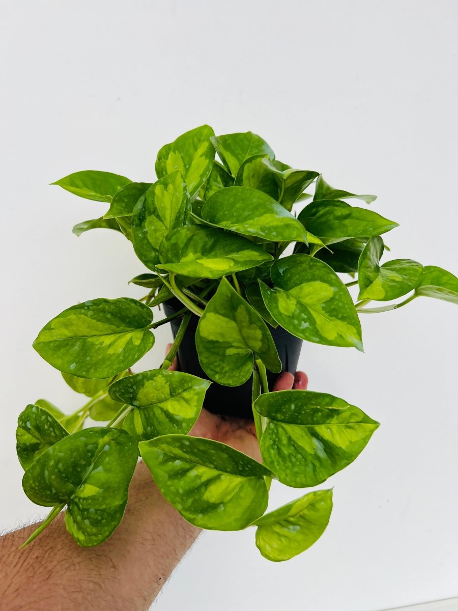 Epipremnum aureum 'Global Green' - Variant Plant Company