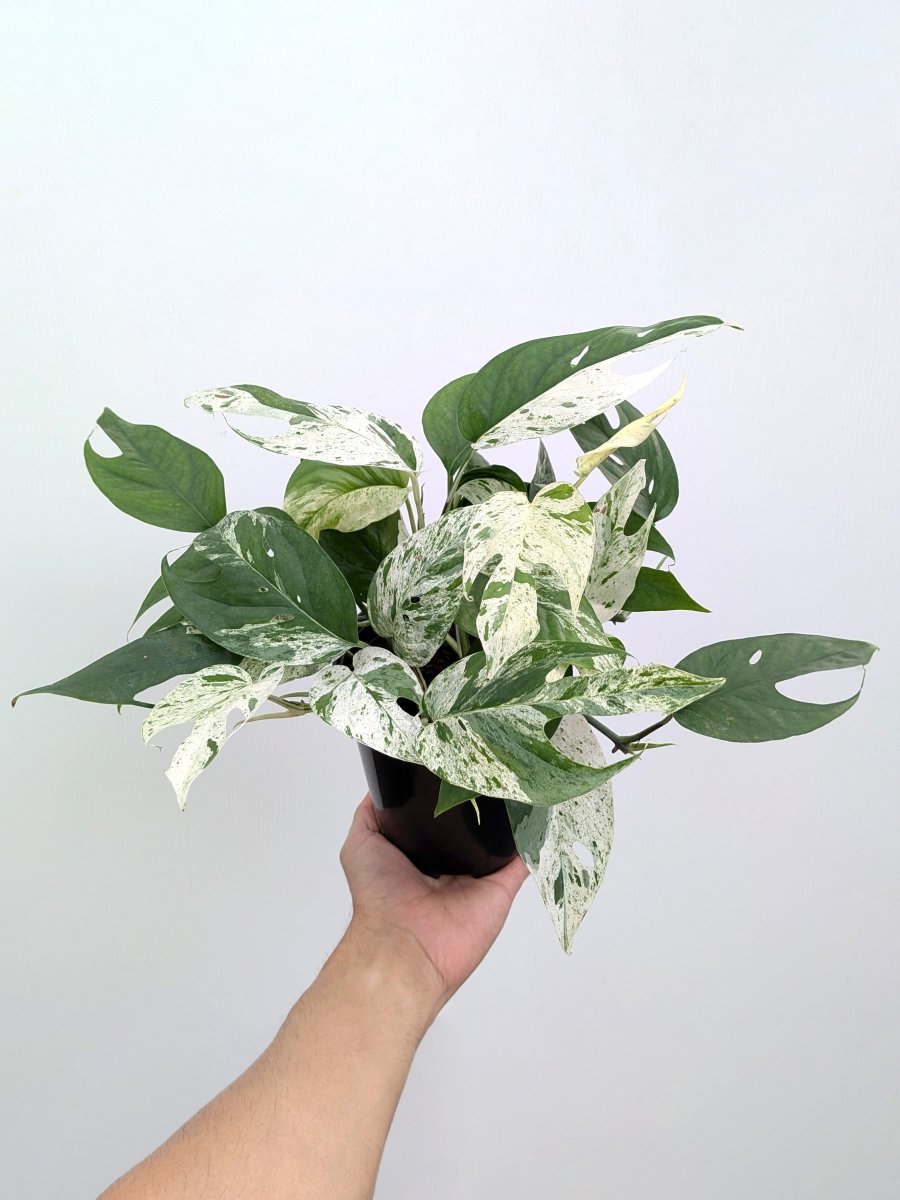 Epipremnum pinnatum 'Marble' - Variant Plant Company