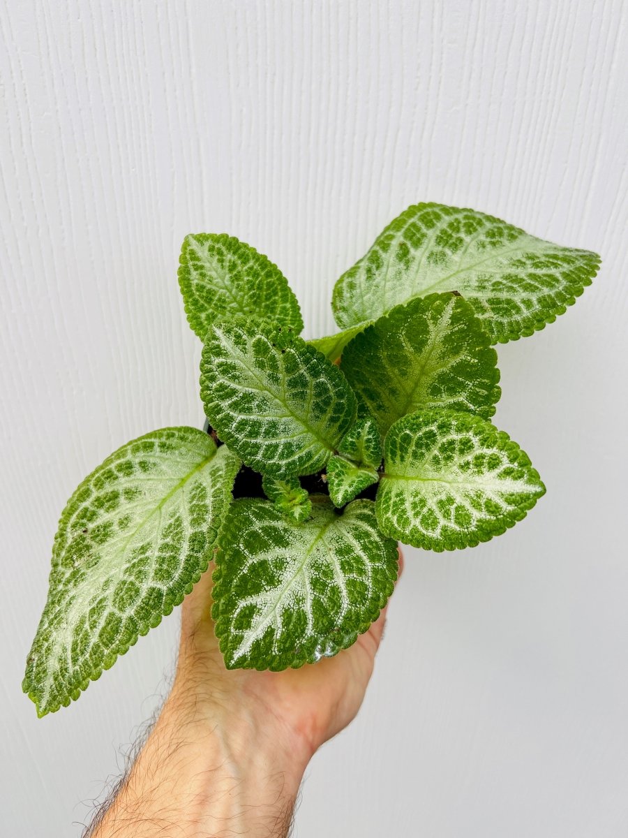 Episcia 'Faded Jade' - Variant Plant Company