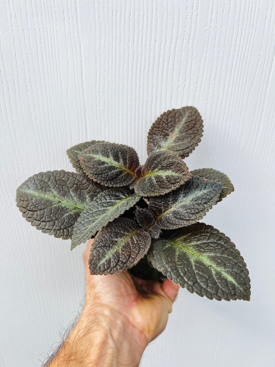 Episcia 'Pink Panther' - Variant Plant Company