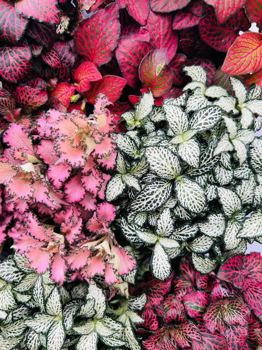 Fittonia TC Assorted - Variant Plant Company