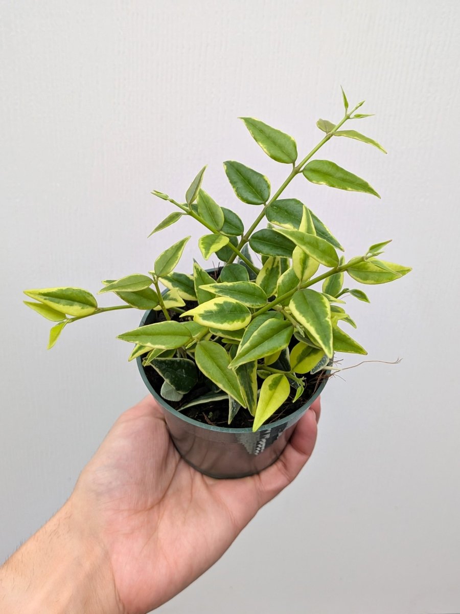 Hoya 'Bella' (outer variegated) - Variant Plant Company