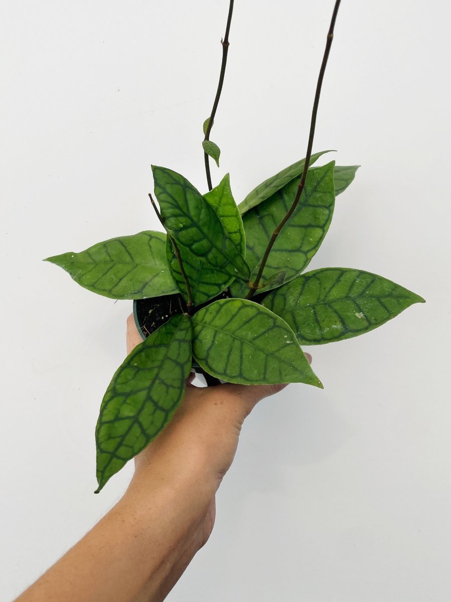 Hoya callistophylla - Variant Plant Company
