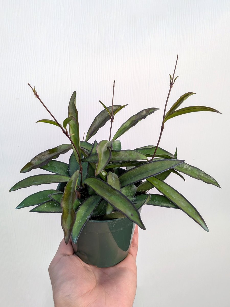 Hoya wayetii - Variant Plant Company