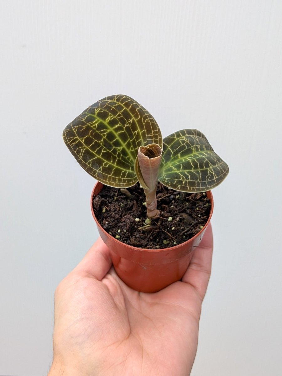 Macodes 'Gold Dust' (sanderiana x limii) - Variant Plant Company