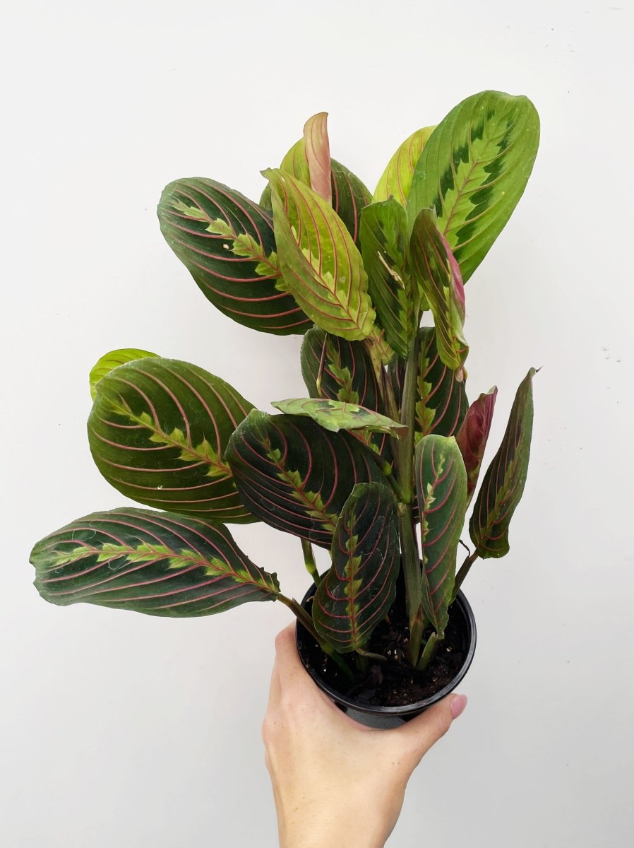 Maranta 'Red' - Variant Plant Company