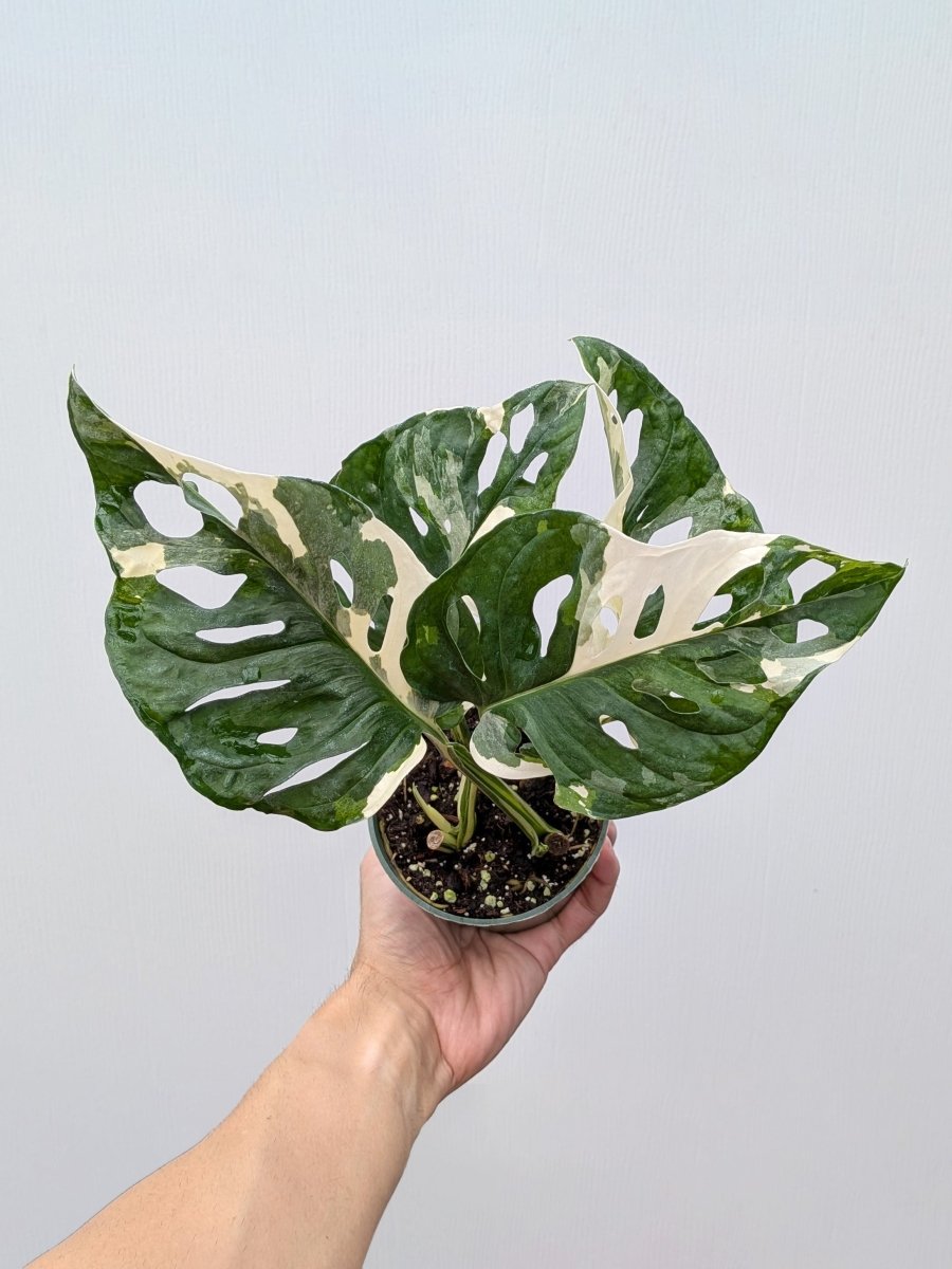 Monstera adansonii 'Albo' variegated - Variant Plant Company