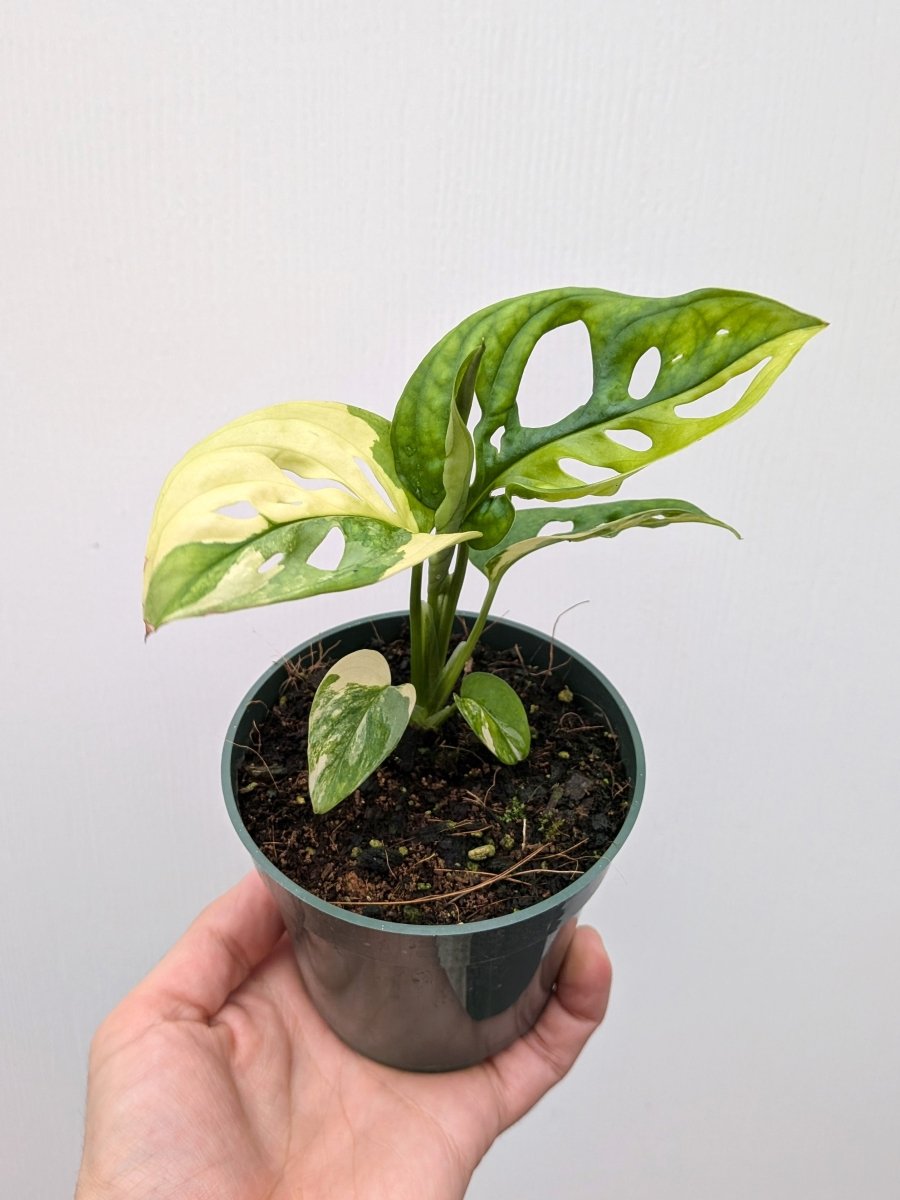 Monstera adansonii 'Aurea' variegated - Variant Plant Company