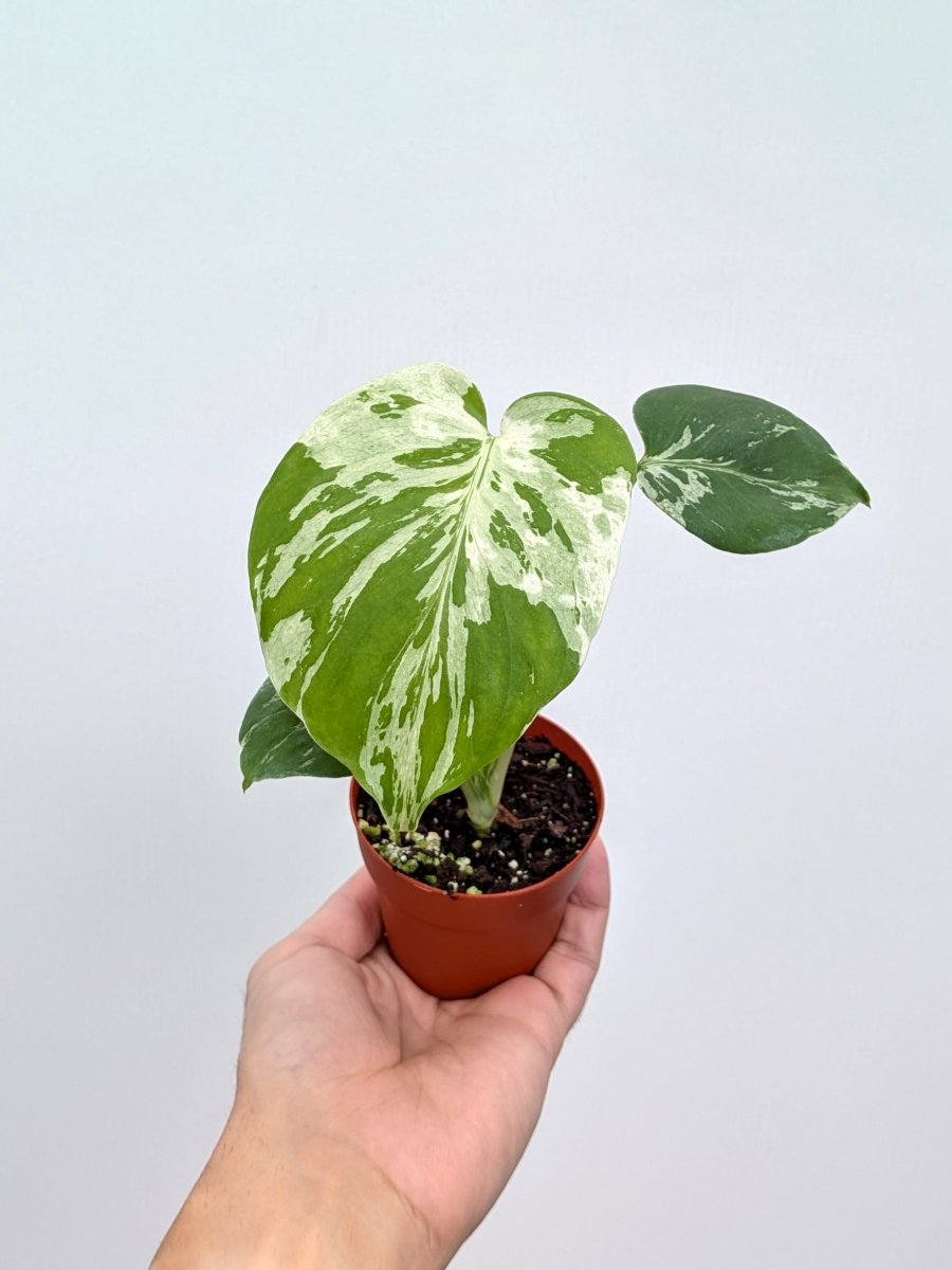 Monstera 'Bulbasaur' - Variant Plant Company