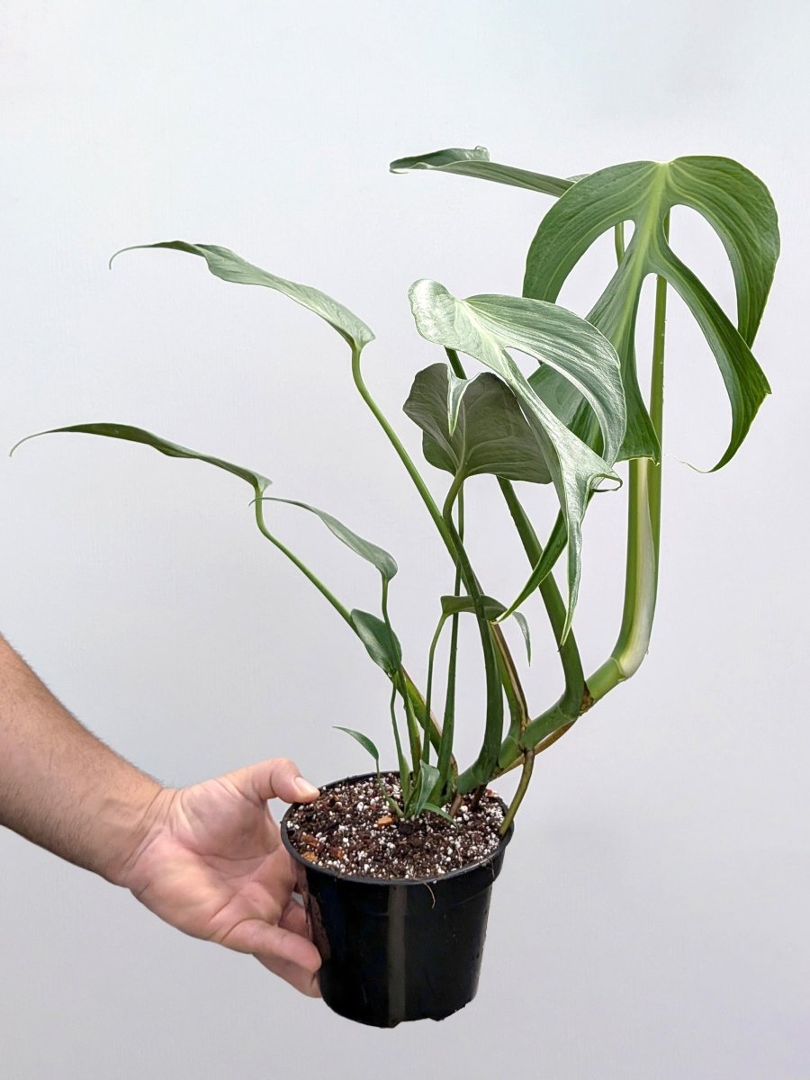 Monstera 'Burle Marx Flame' - Variant Plant Company