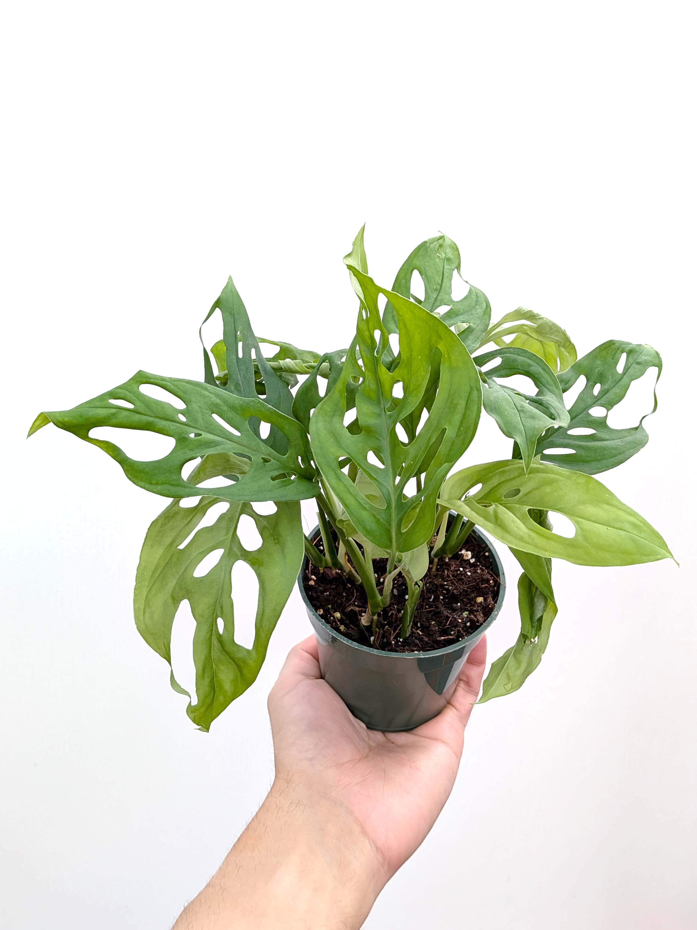 Monstera esqueleto - Variant Plant Company