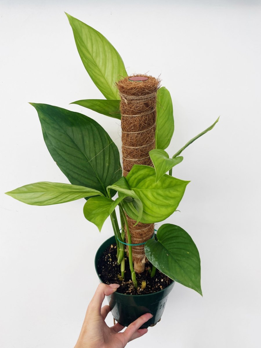 Monstera lechleriana - Variant Plant Company