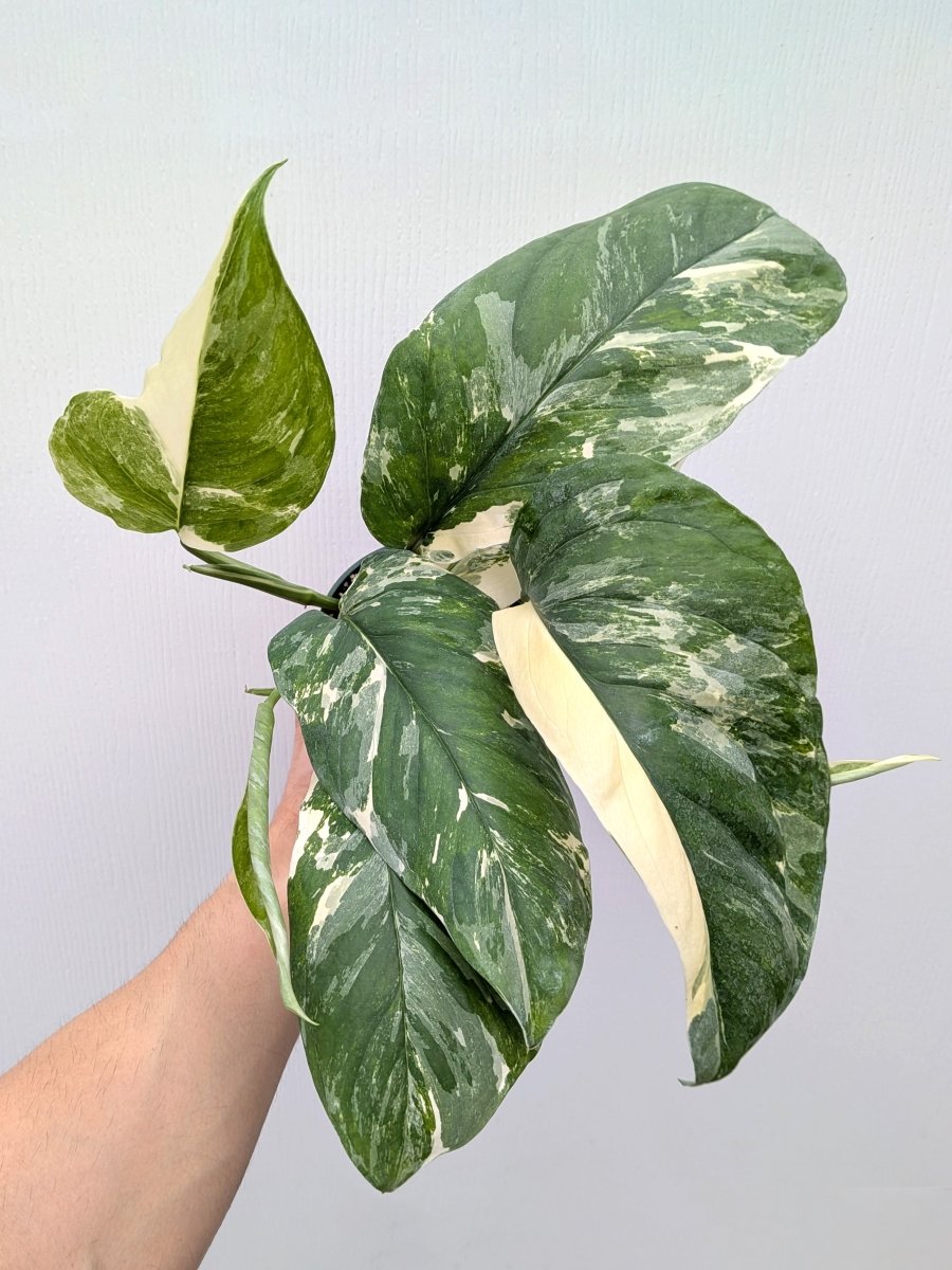 Monstera lechleriana variegata - Variant Plant Company