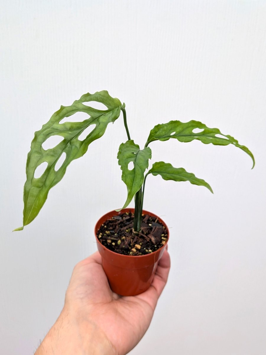 Monstera obliqua 'Peru' - Variant Plant Company