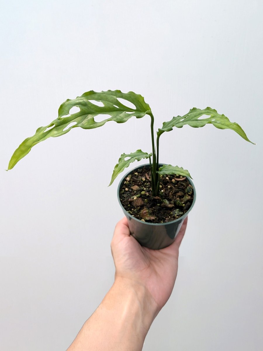 Monstera obliqua 'Peru' - Variant Plant Company
