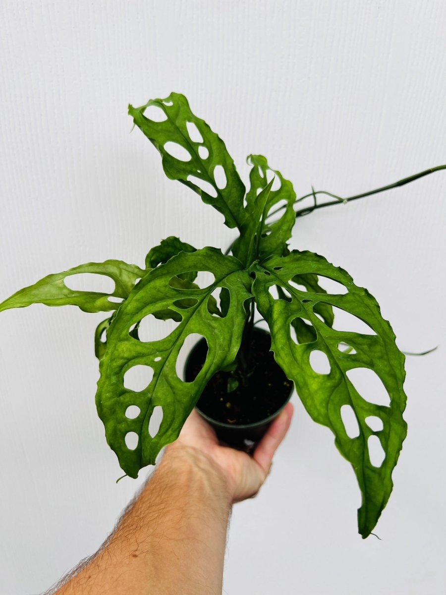 Monstera obliqua - Variant Plant Company