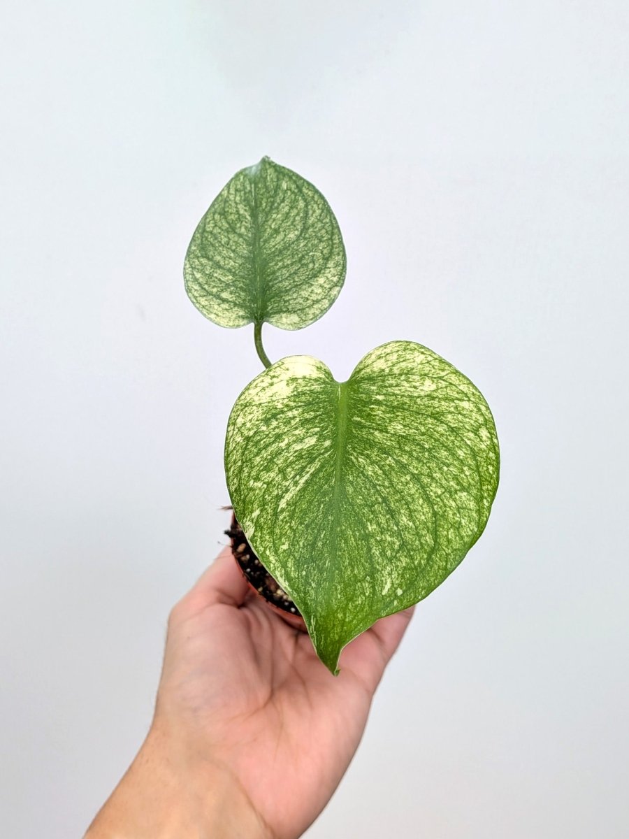 Monstera 'White Mint' (Grounding White) - Variant Plant Company