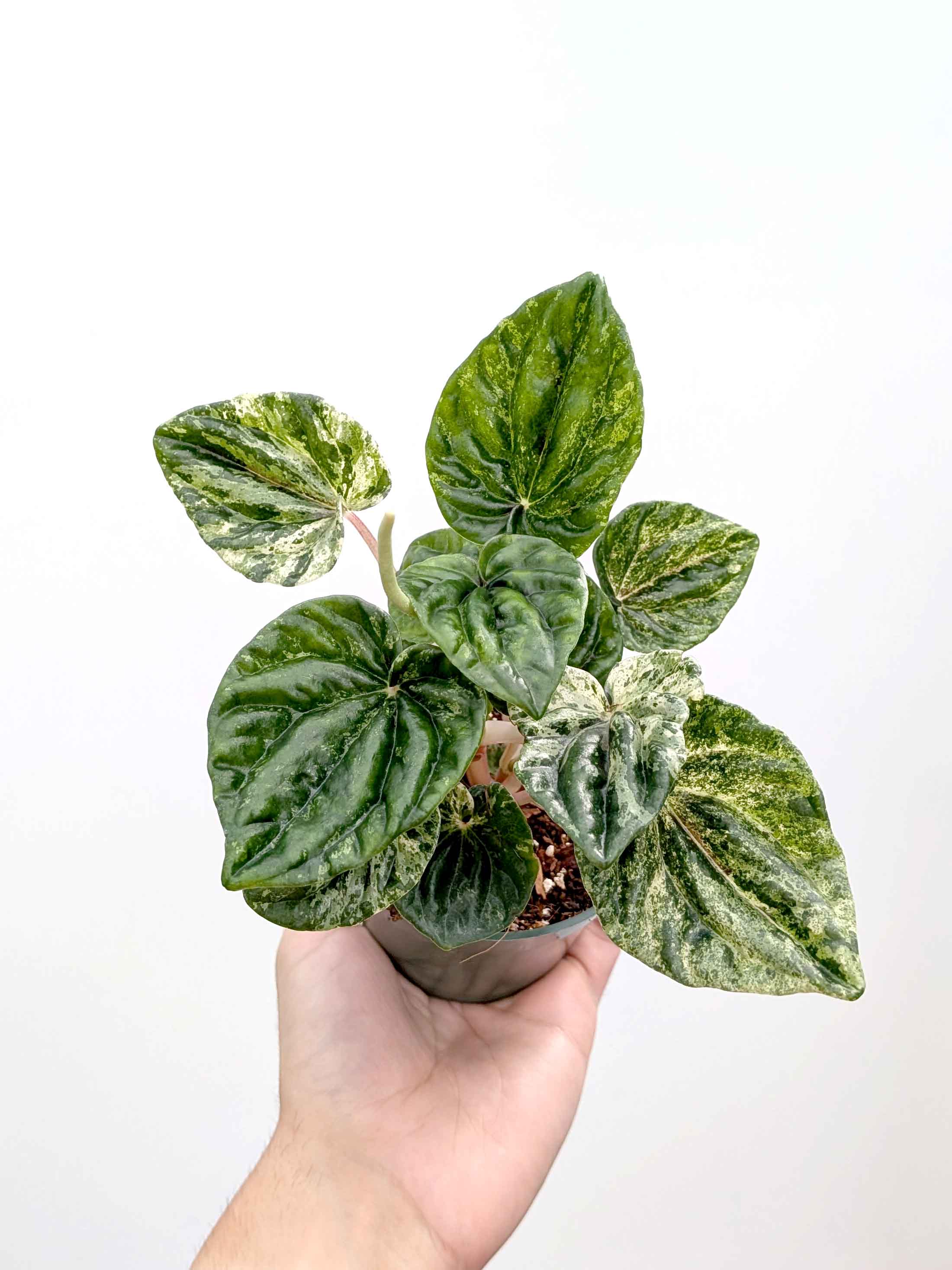 Peperomia caperata 'Buenos Aires' - Variant Plant Company