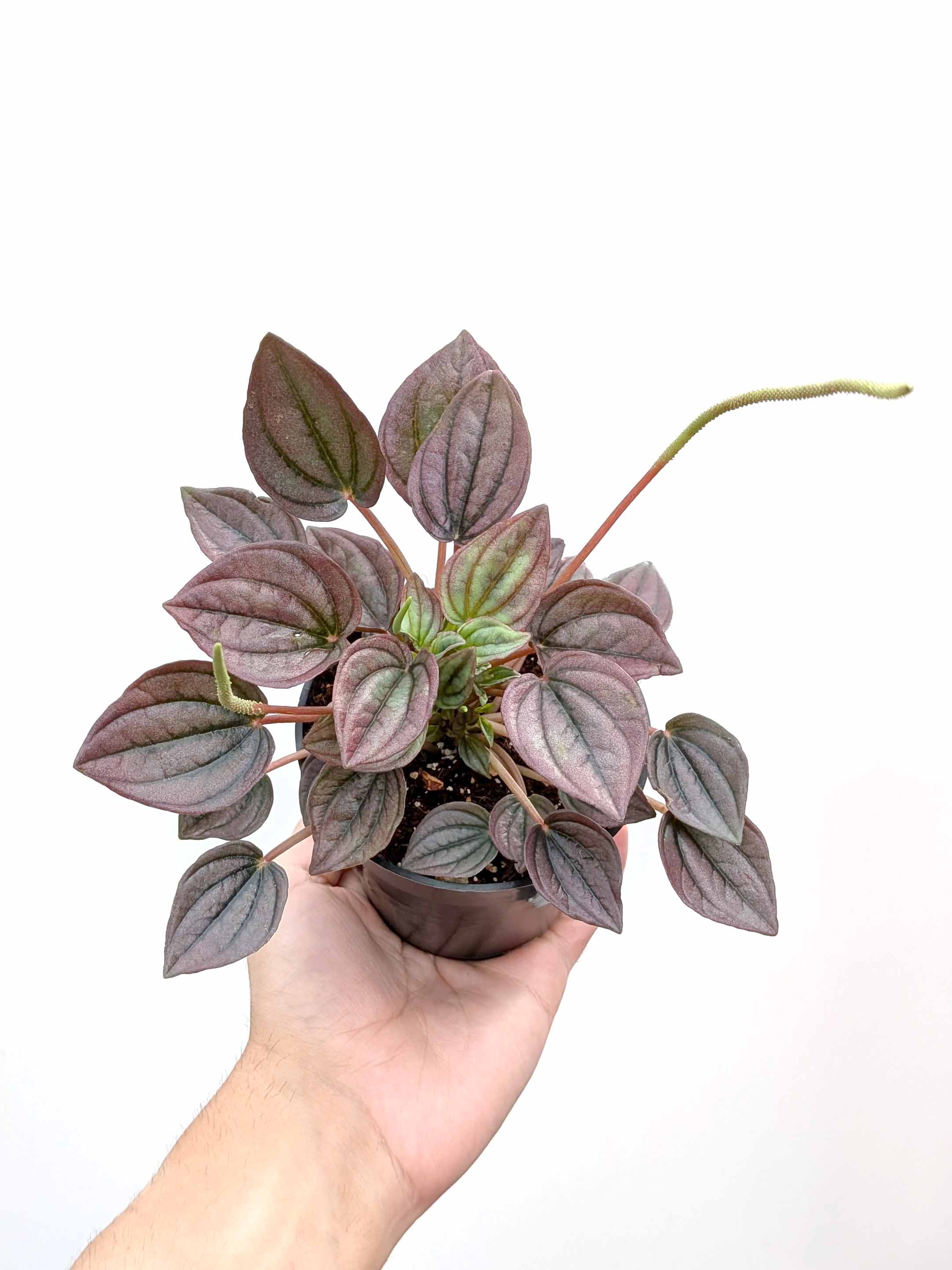 Peperomia caperata 'Cayenne' - Variant Plant Company
