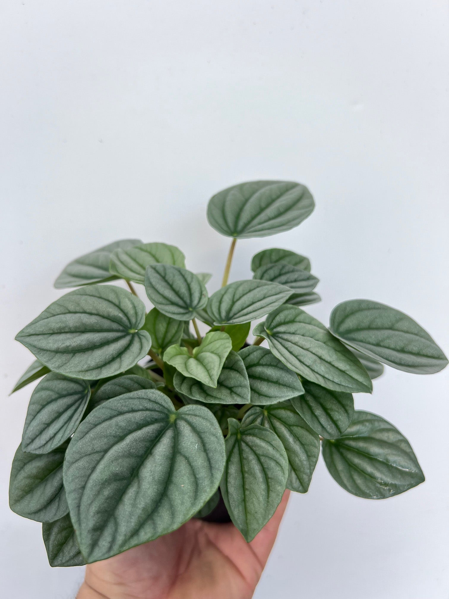 Peperomia caperata 'Frost' - Variant Plant Company