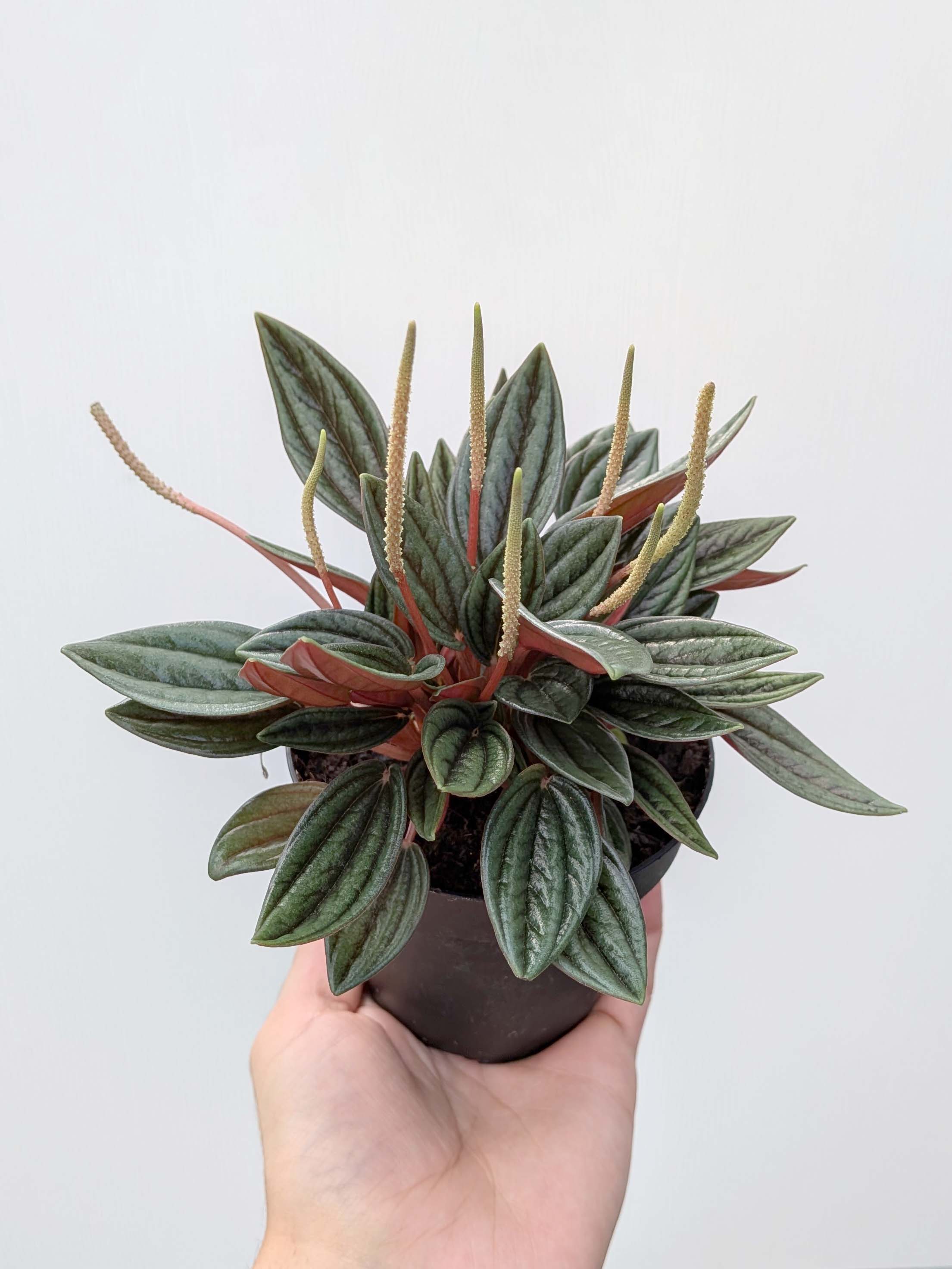 Peperomia caperata 'Rosso' - Variant Plant Company