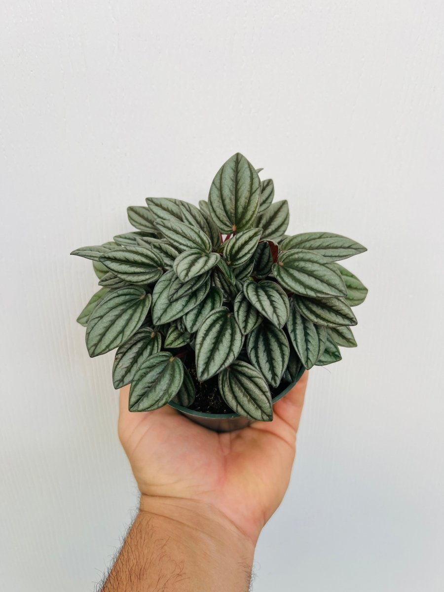 Peperomia caperata 'Rosso' - Variant Plant Company