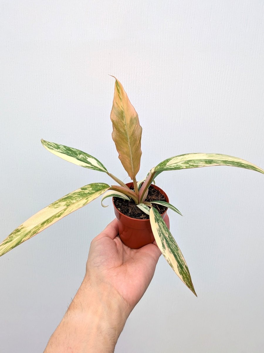 Philodendron 'Caramel Marble' - Variant Plant Company