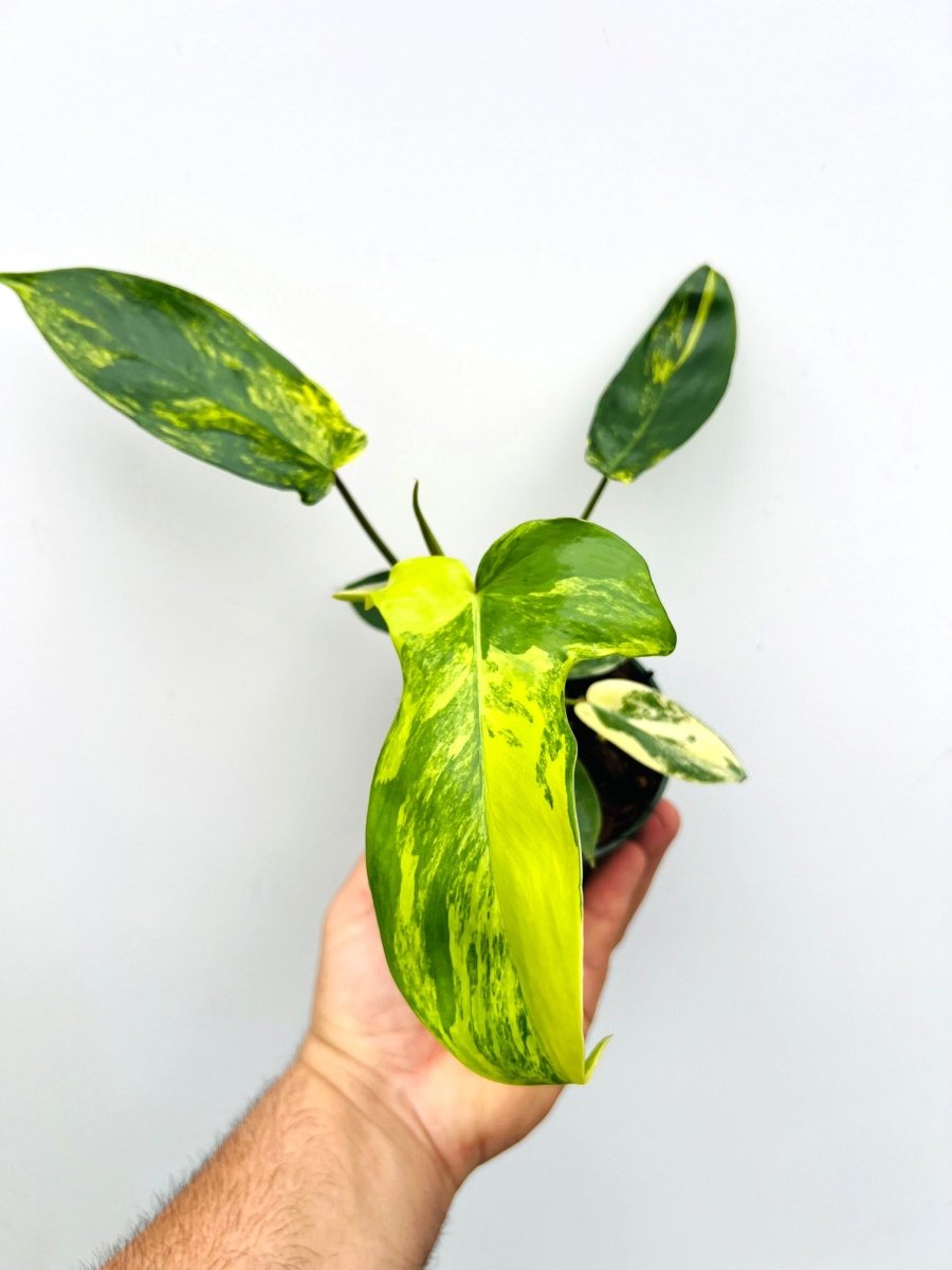 Philodendron 'Florida Beauty' - Variant Plant Company