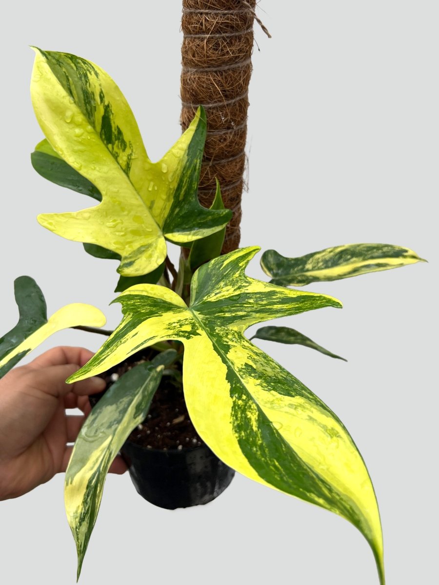 Philodendron 'Florida Beauty' - Variant Plant Company